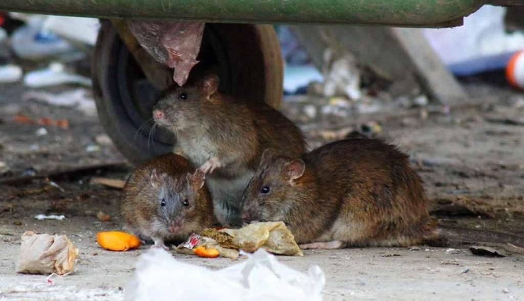 Травить грызунов крыс и мышей в Сочи