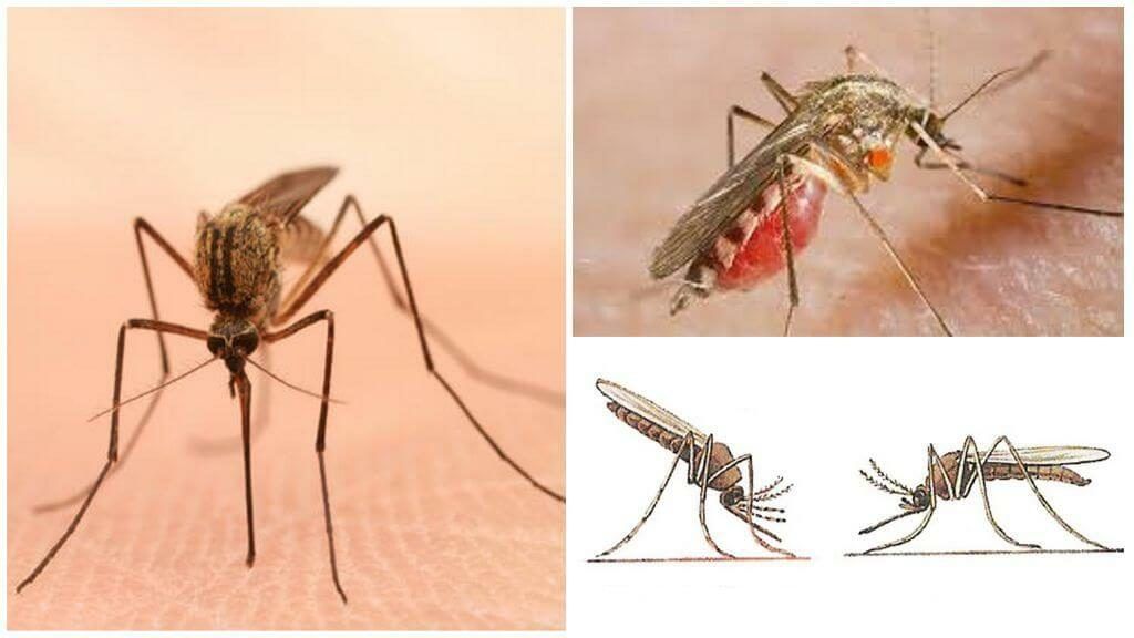 Уничтожение комаров в Сочи