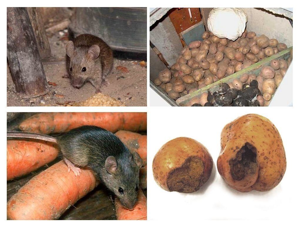 Обработка от грызунов крыс и мышей в Сочи