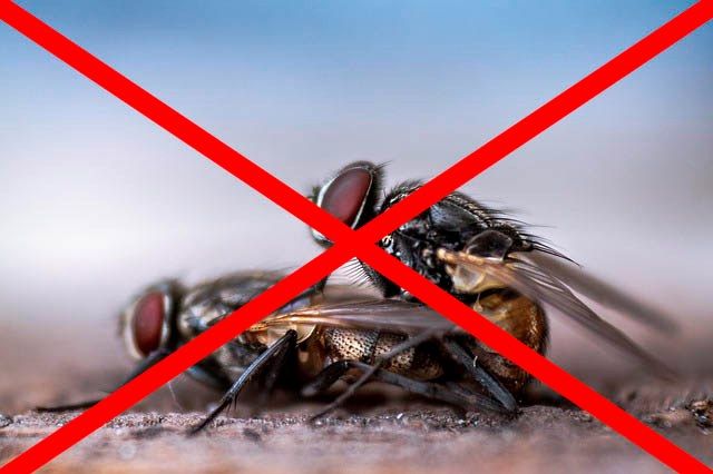 Профессиональное уничтожение мух в Сочи с гарантией