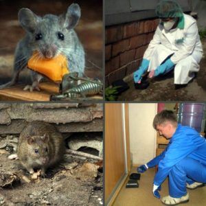 Уничтожение крыс в Сочи, цены, стоимость, методы
