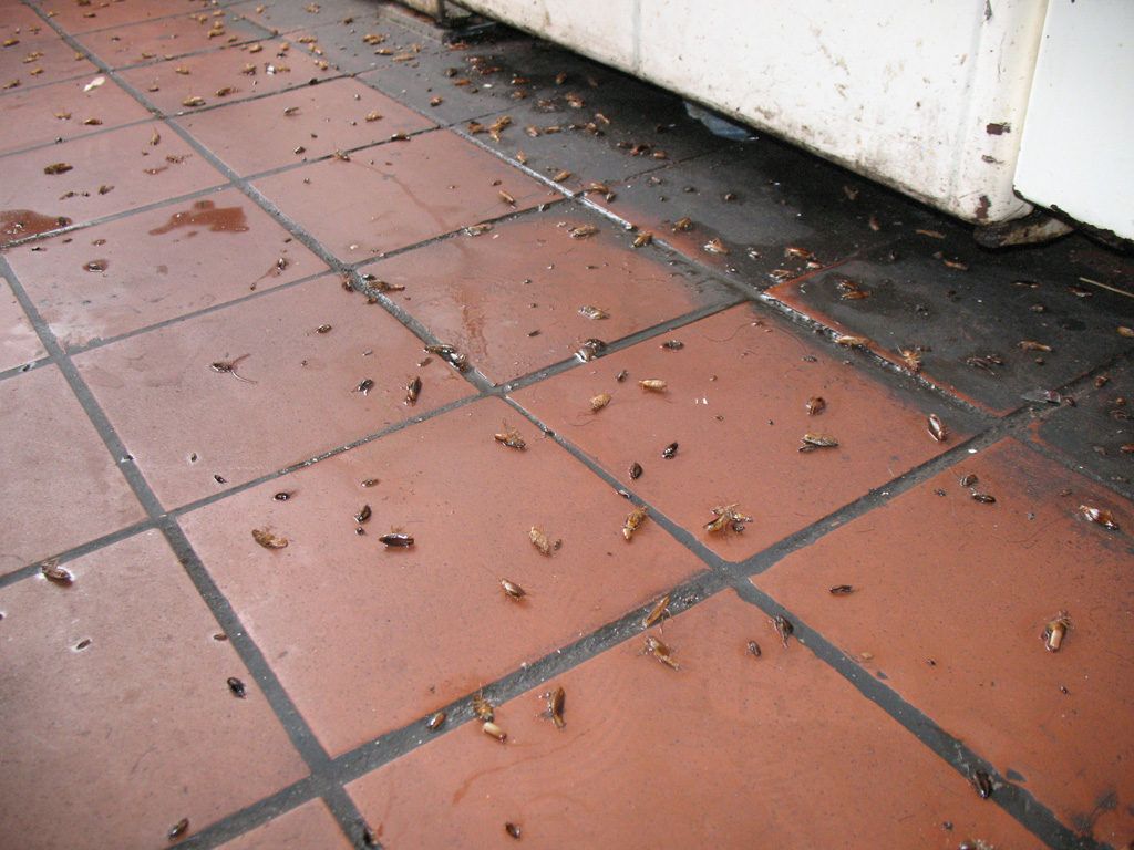 Уничтожение тараканов в квартире в Сочи 