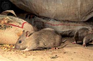 Дератизация от грызунов от крыс и мышей в Сочи