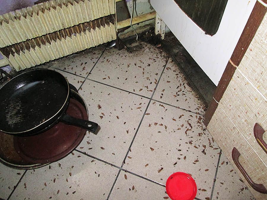 Санэпидемстанция от тараканов в Сочи, вызвать, цены